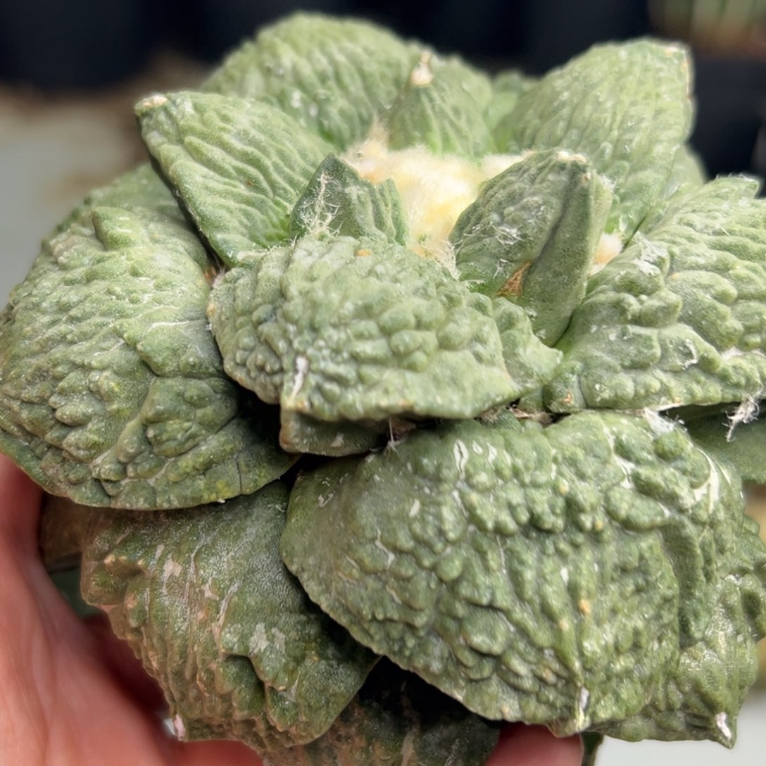 286 仙人球的比赛将