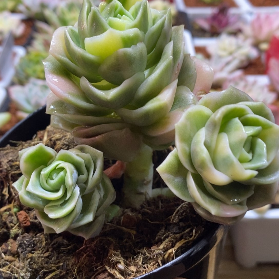 可爱玫瑰锦 多肉植物