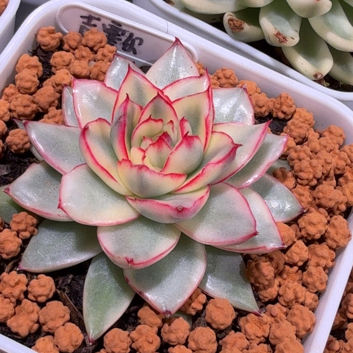 吉赛尔锦多肉植物