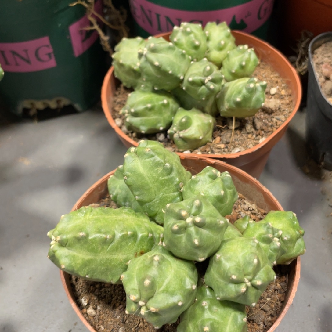 新品群生橙桃一杯