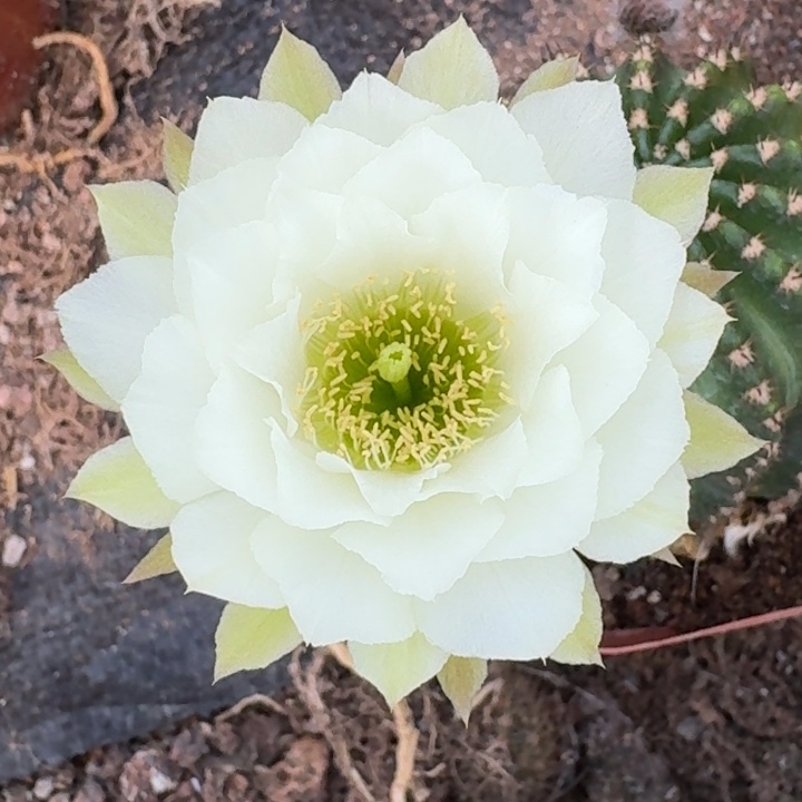 阿***珍5511 丽花 原盆土发