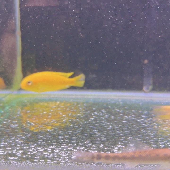 海水1288大眼金蝶。     