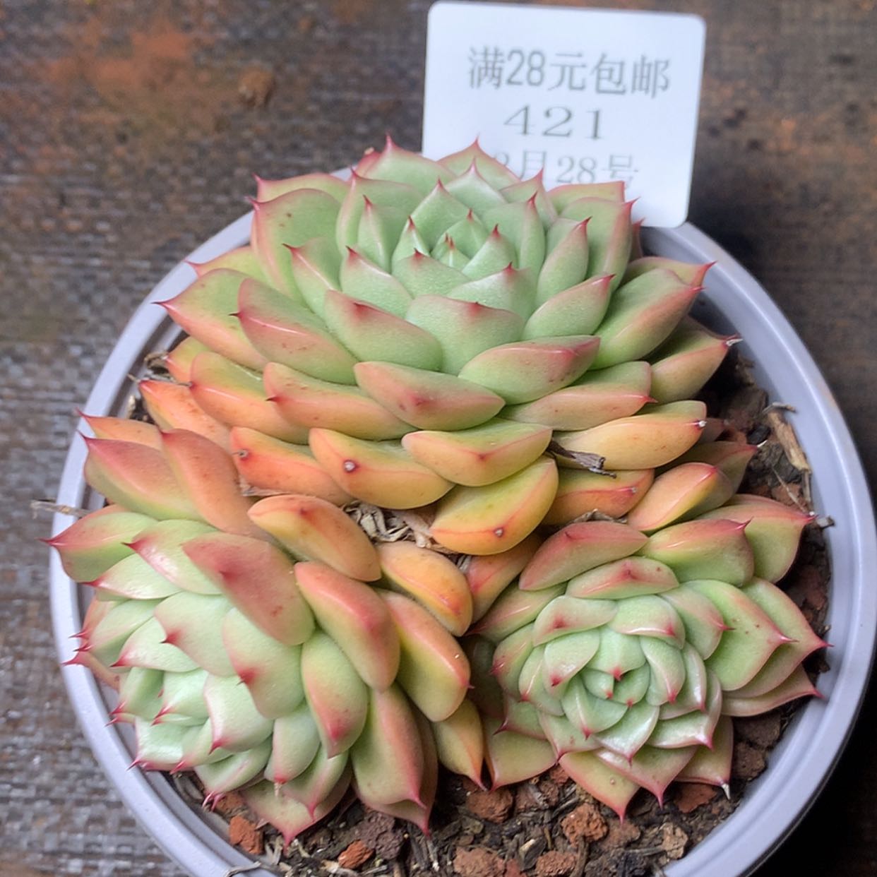 【闪购商品】云421号