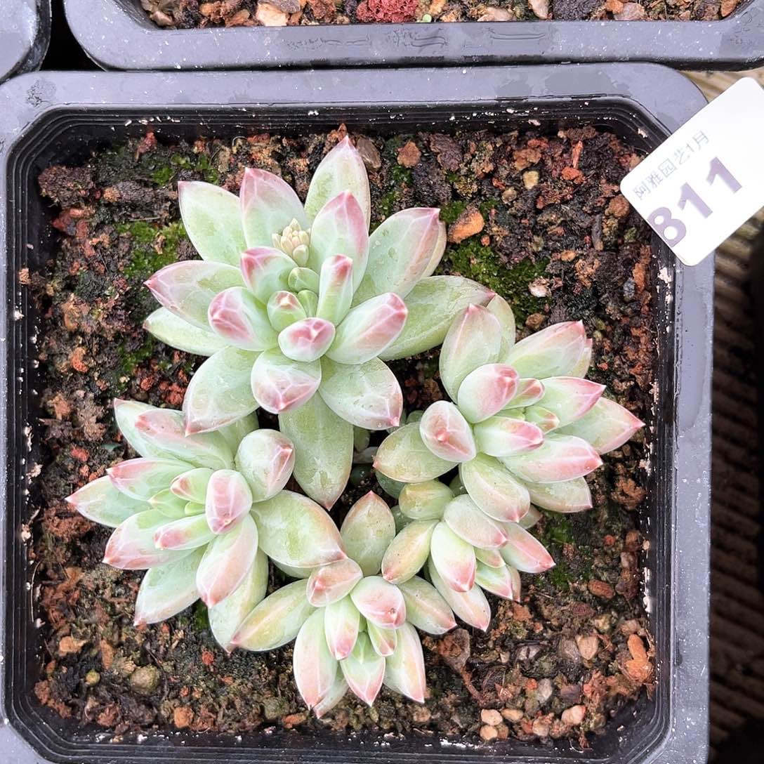 阿雅园艺。       811