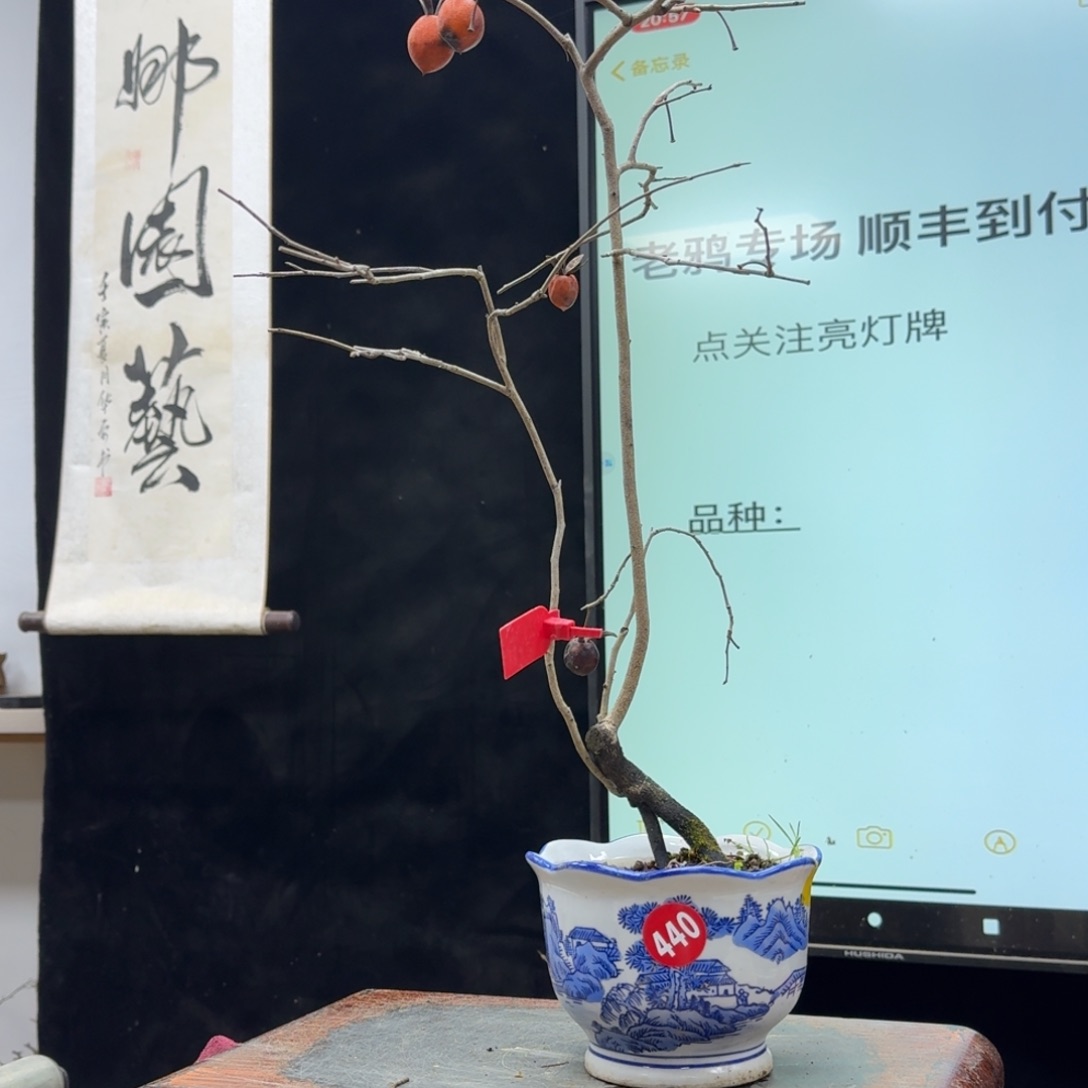 盆景不包邮顺丰到付w***s440