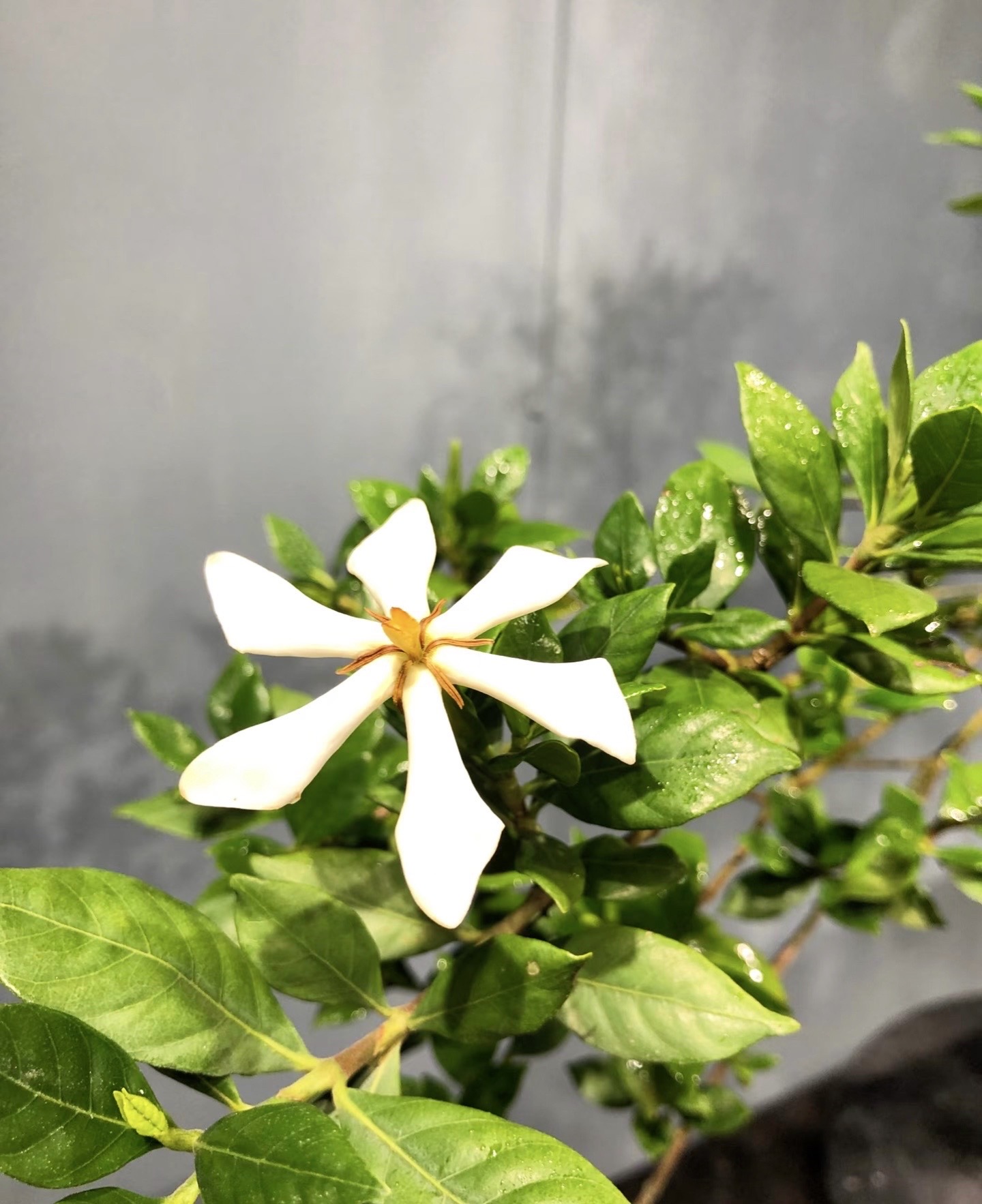海岛栀子花老桩盆景