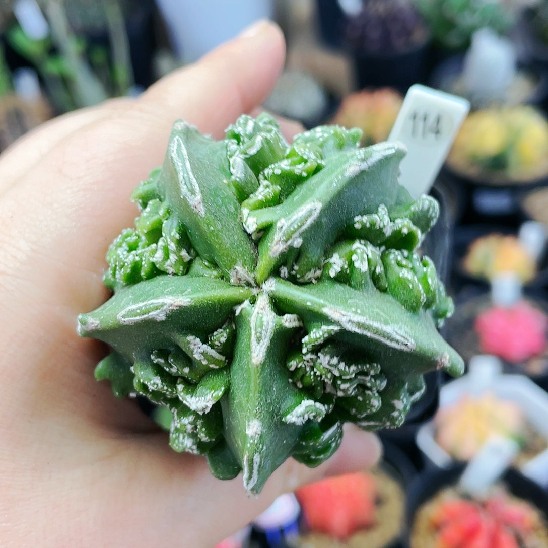 非偏远地区满25包邮发货仙人球