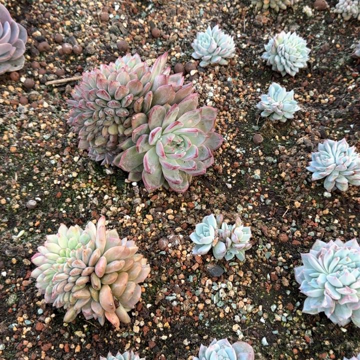 右*边比翼鸟缀化