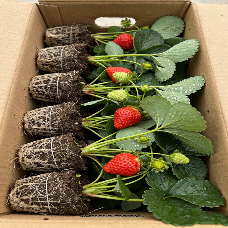 特大丹东99草莓苗四季盆栽南方种植大株带盆奶油草莓食用原土绿植
