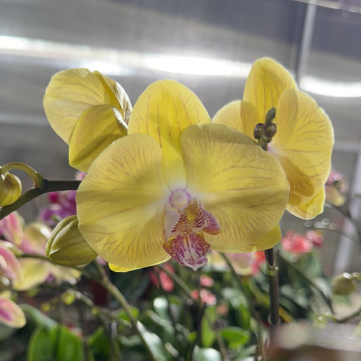 蝴蝶兰 童话 带花带花苞