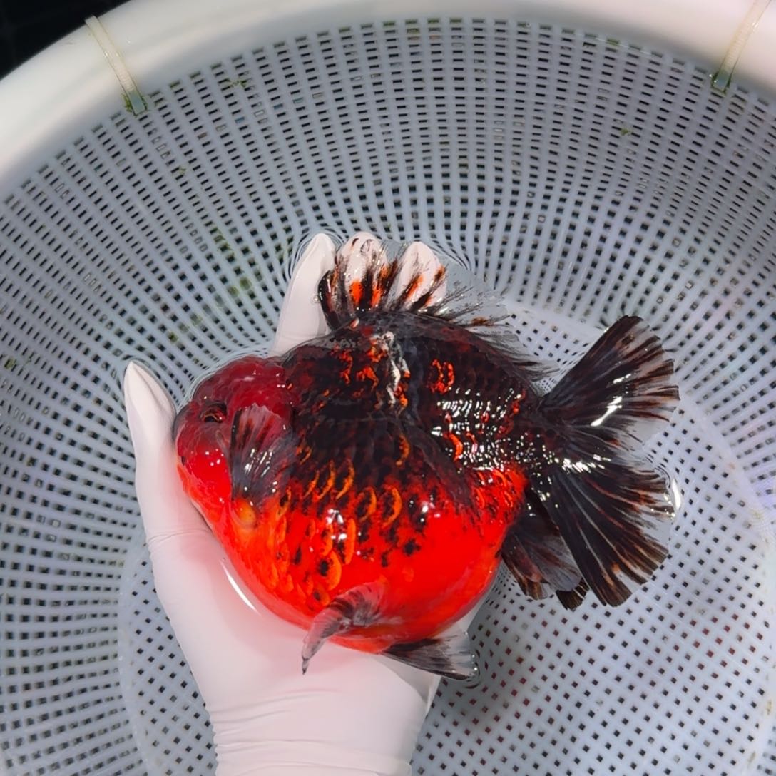 金鱼类不分公母15