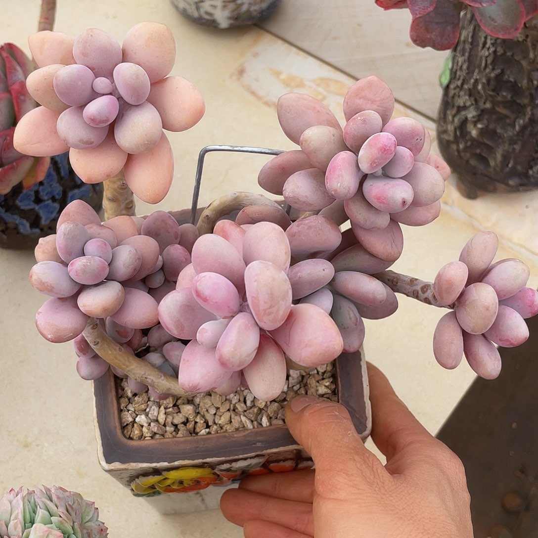 桃蛋 多肉多肉多肉