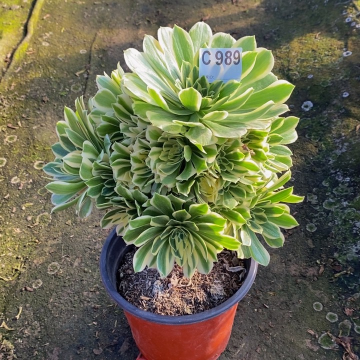 碧玉多肉植物989