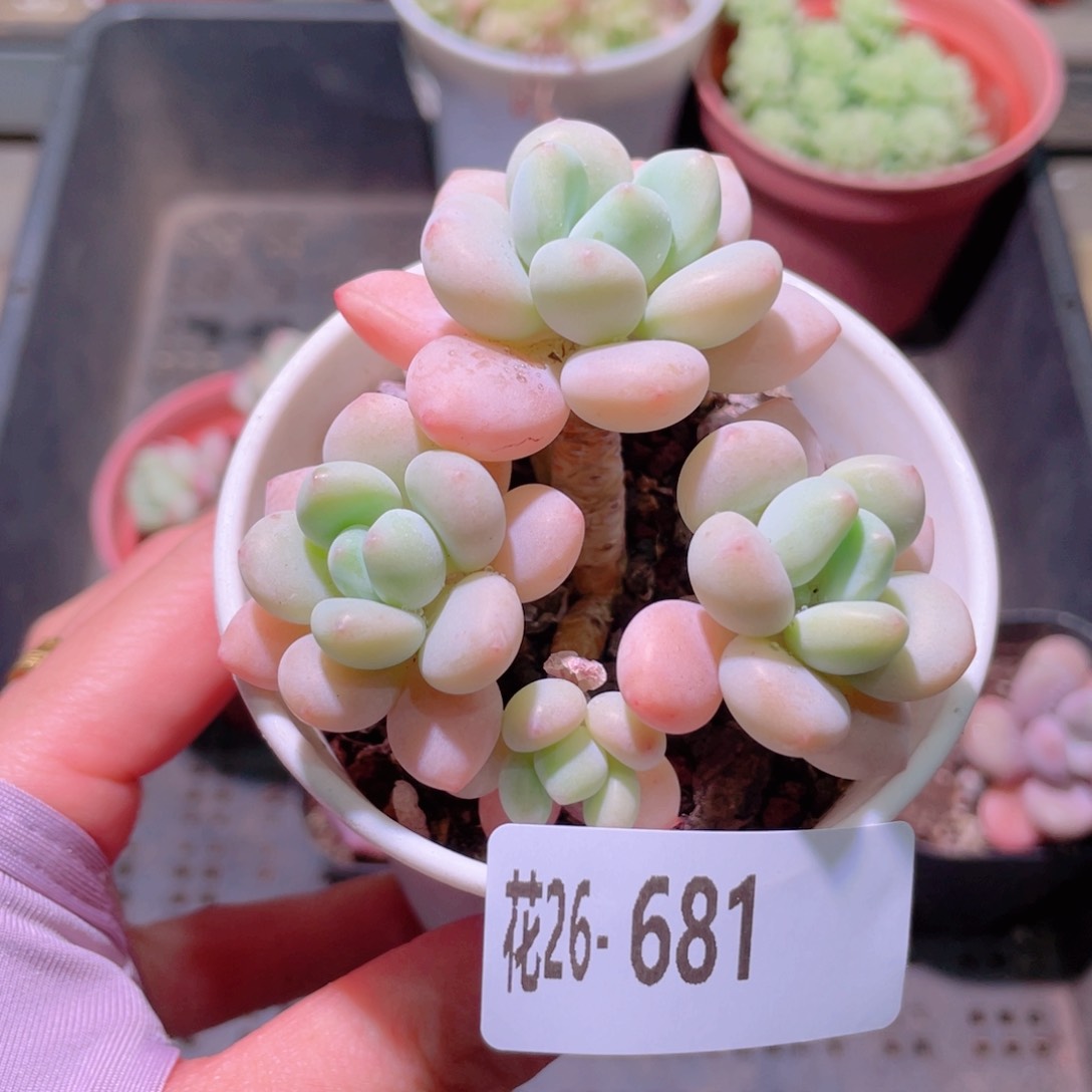 花利美28-681洛神