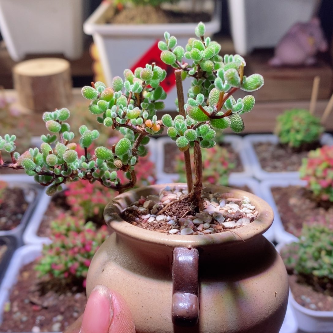 翡翠带盆土发货一物一拍