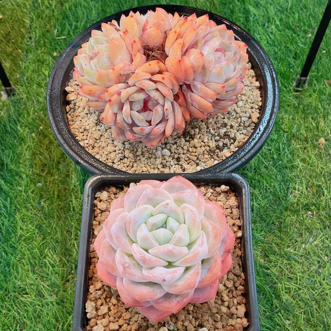 福利组合雪天使和冰玉多肉