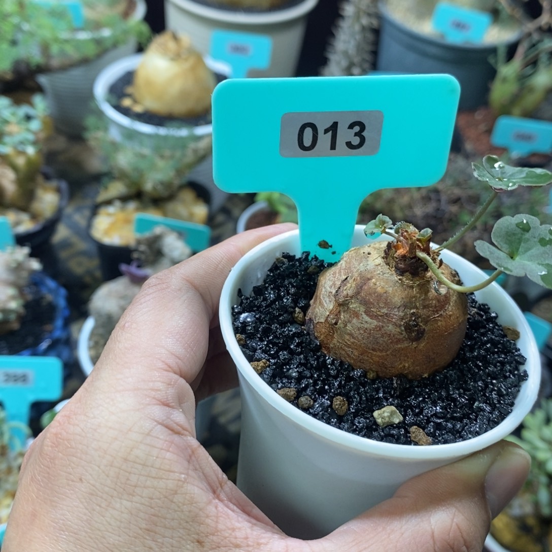 肾叶杨奎多肉植物