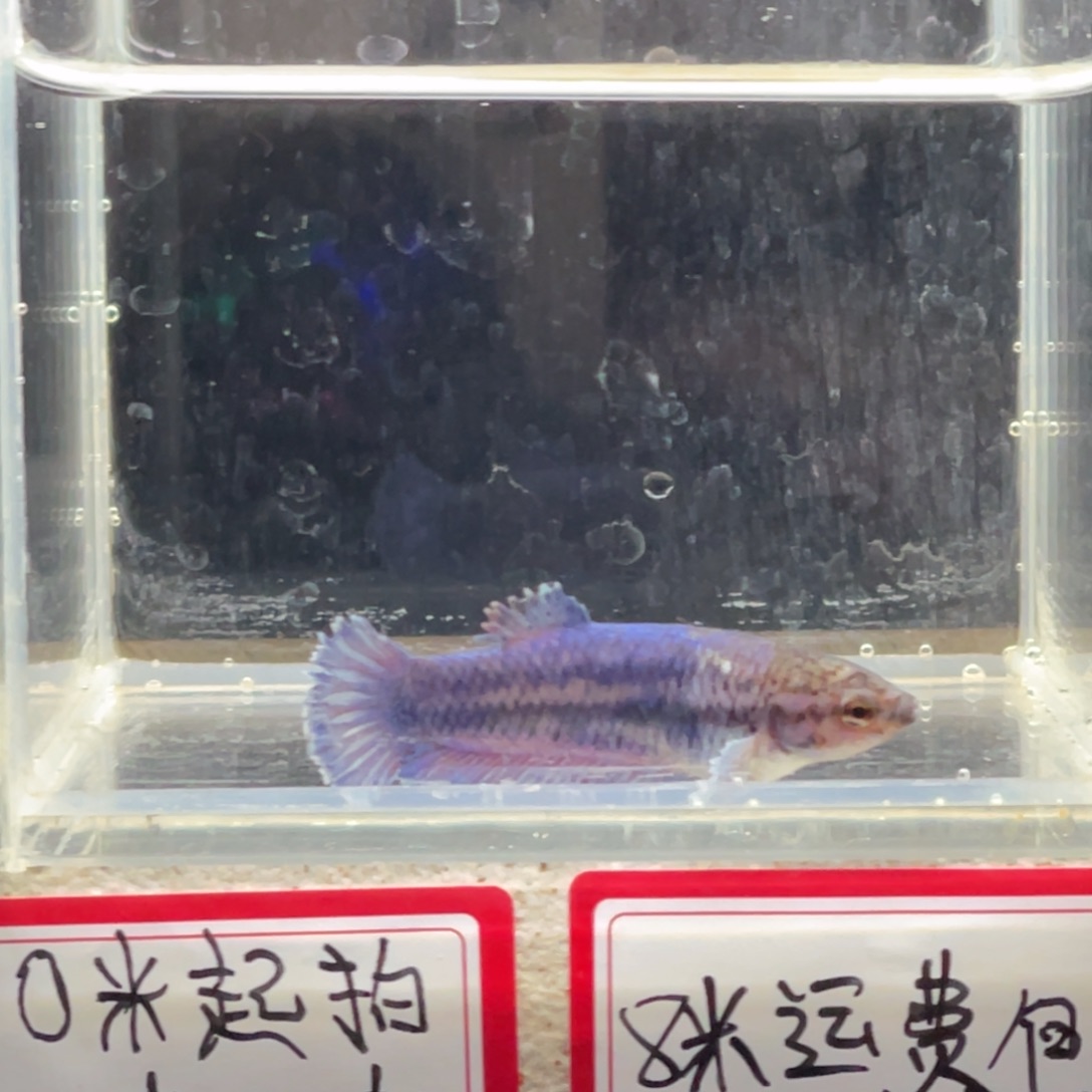 斗鱼泰国斗鱼母鱼竞拍