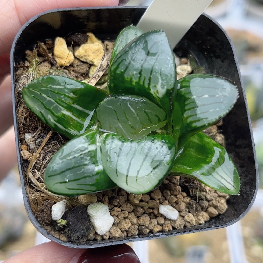 117日月潭寿锦福利专场