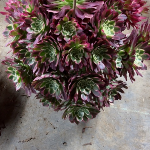 多肉植物天河锦，