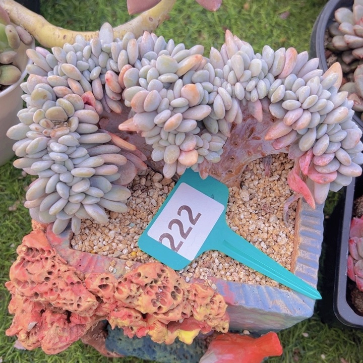 健健康康平平安安