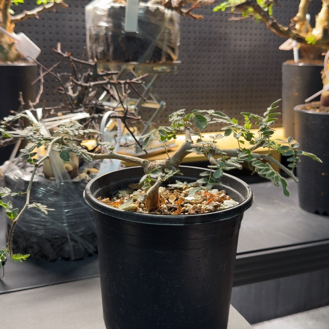 我***翻滔天橄榄带盆土哈