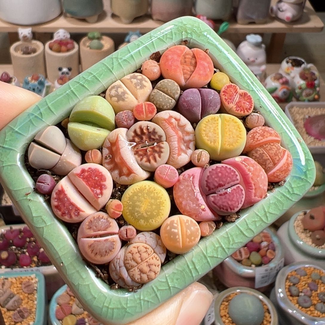 多肉植物92号彩色生石花