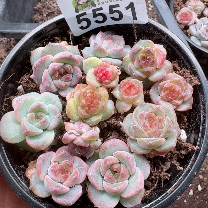 多肉植物多肉植物