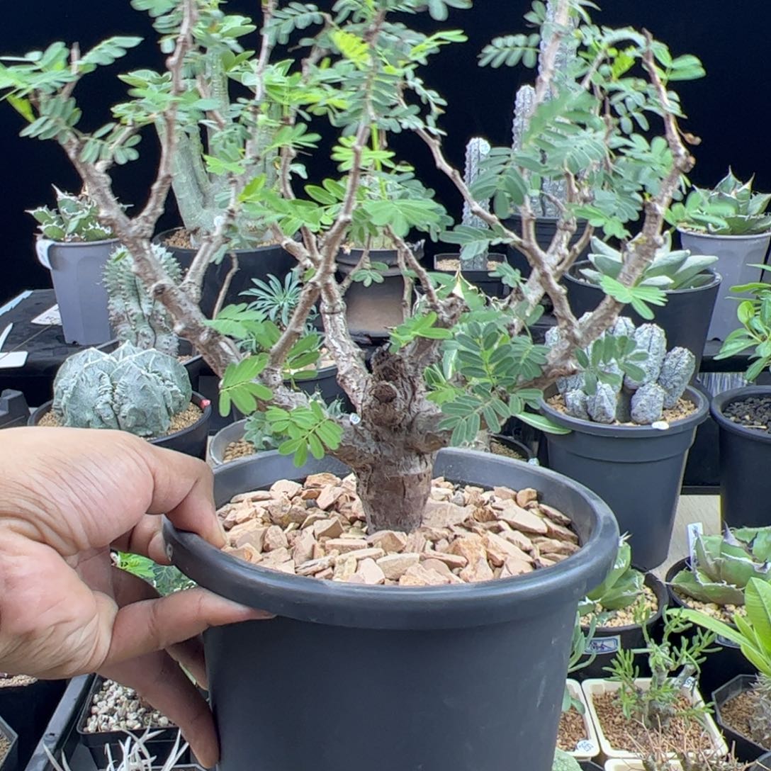沙漠苏木实生一物一拍