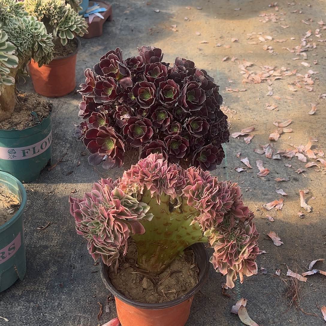 欧紫缀化有伤粉女巫冠幅25厘米左右