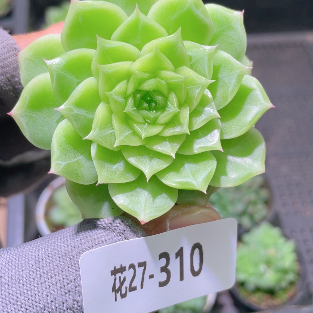 花利美27-310海王带侧芽