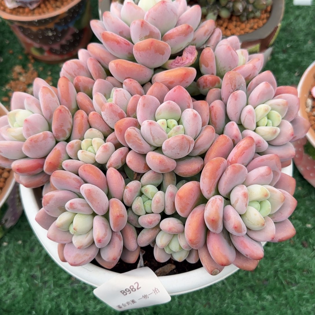 B982樱花洛神     