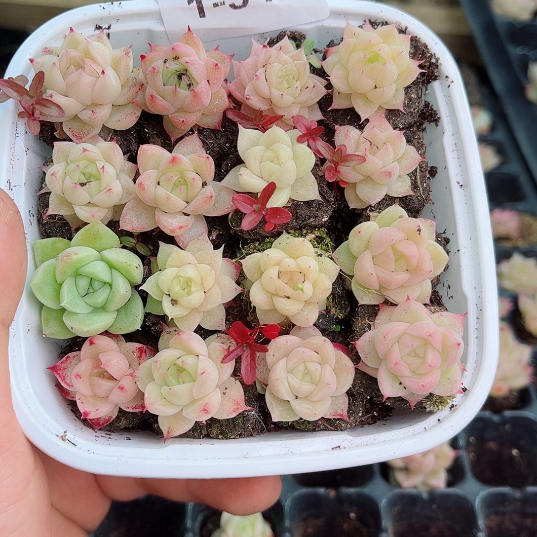 1-342 新疆西藏内蒙不发12.8包邮2-3公分多肉