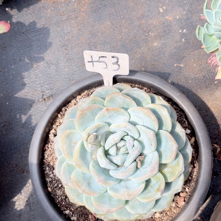 晨语多肉一物一拍+53