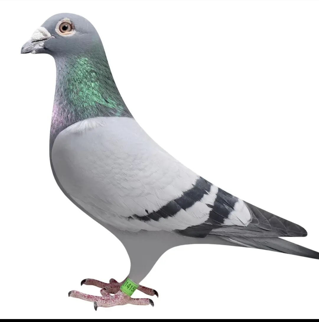 信鸽赛鸽种鸽成绩鸽子