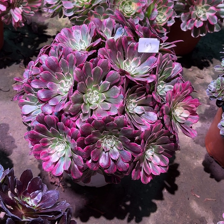 多肉植物霁月00103