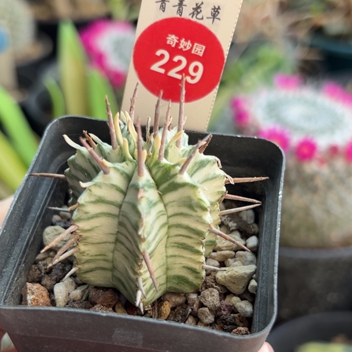 强刺斑马锦3.2cm一棵仙人球