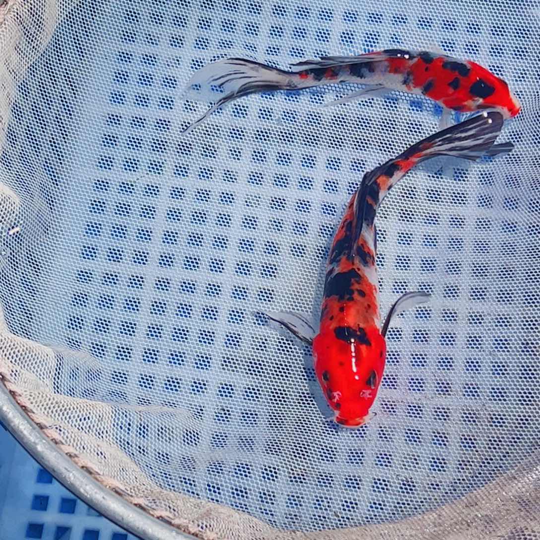 锦鲤锦鲤观赏鱼1111