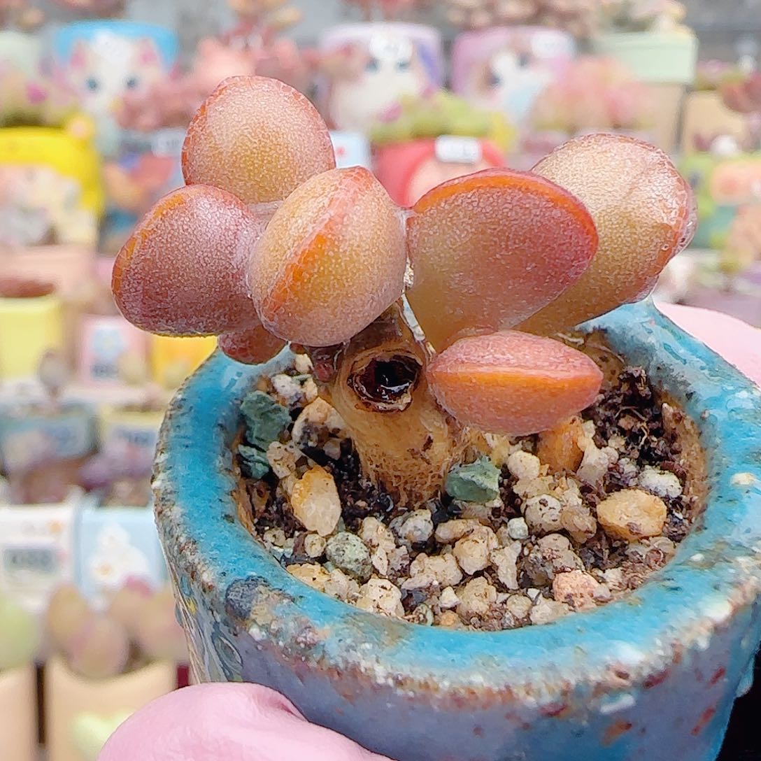 L 金丝蛋 盆口3.5cm