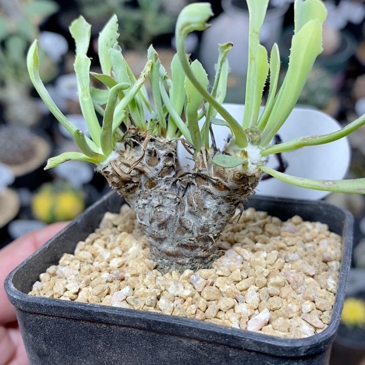 135号实生刨花厚敦菊3.7cm