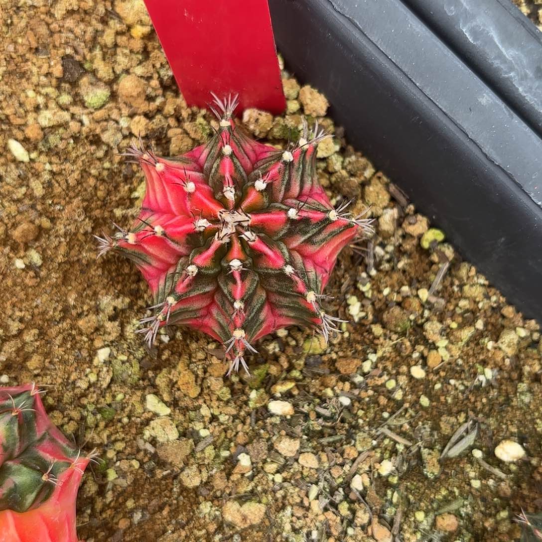 242-0914泰国发货多肉