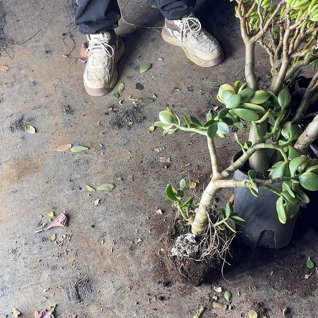 风***生1275新花月锦不售后