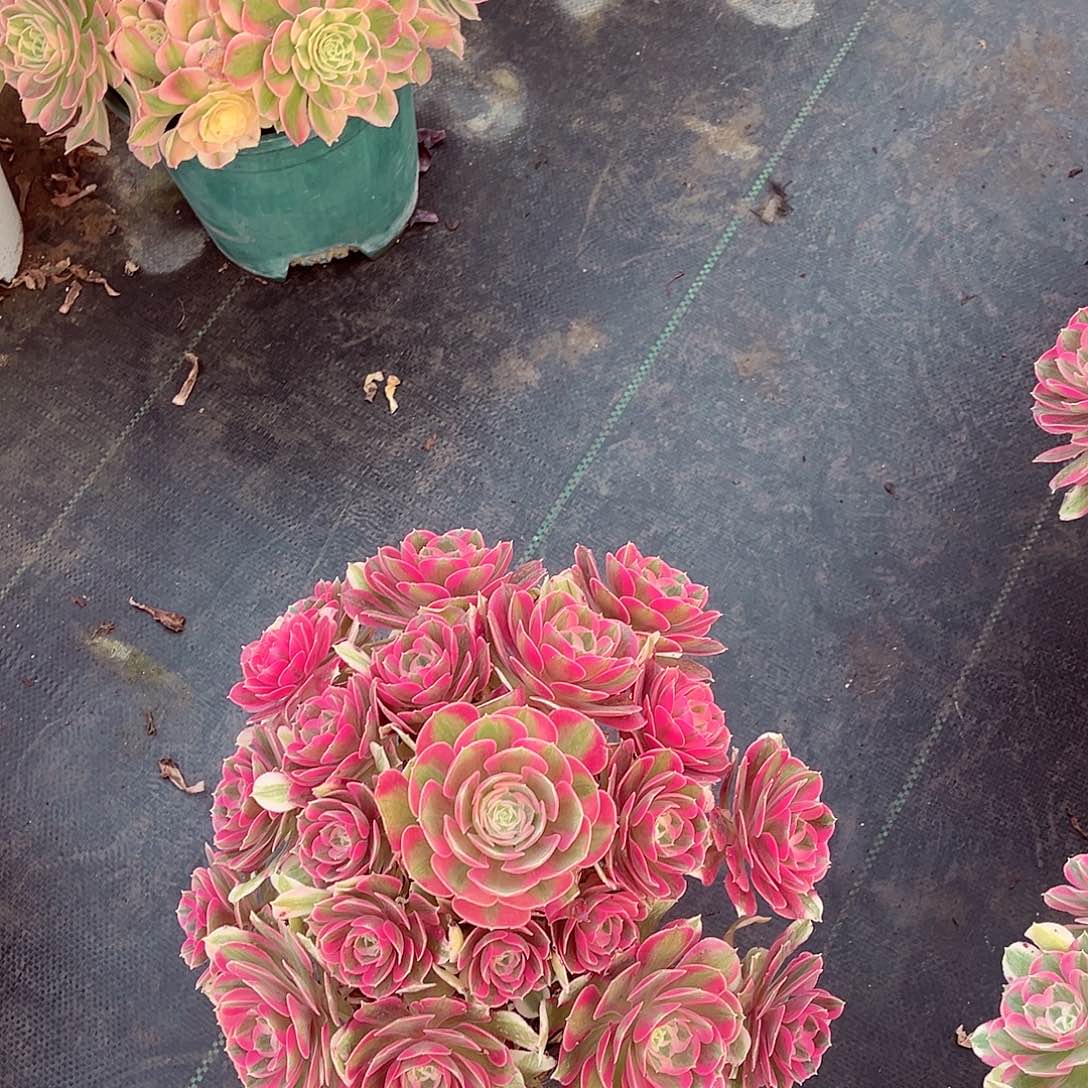 法师多肉植物f s