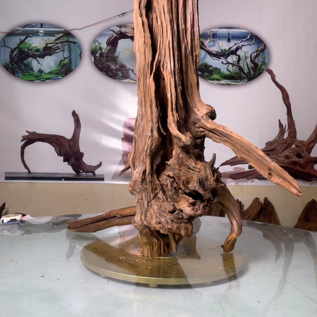 香榧木用****9鱼缸里的大自然