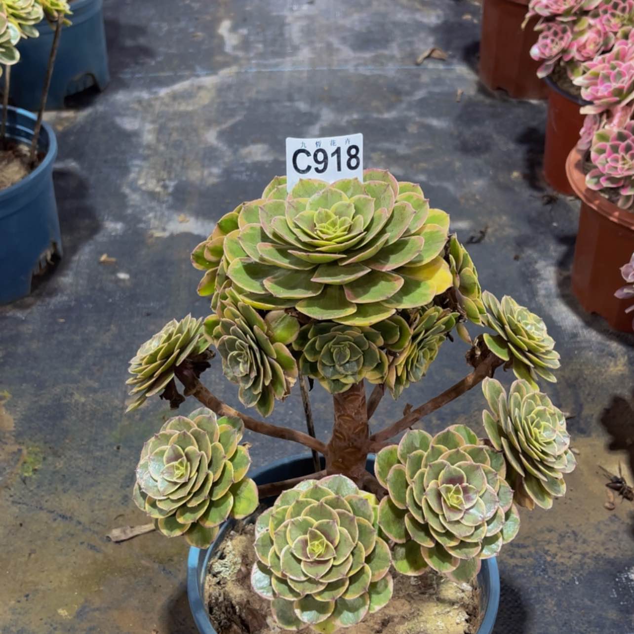 【闪购商品】91800粉花妖