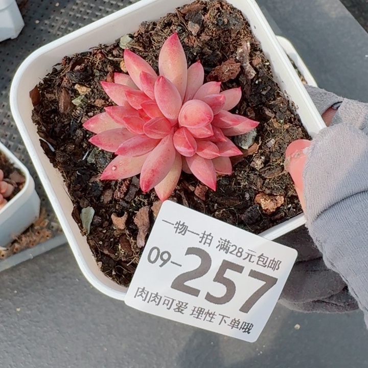 金鱼姬多肉植物多肉植物多肉