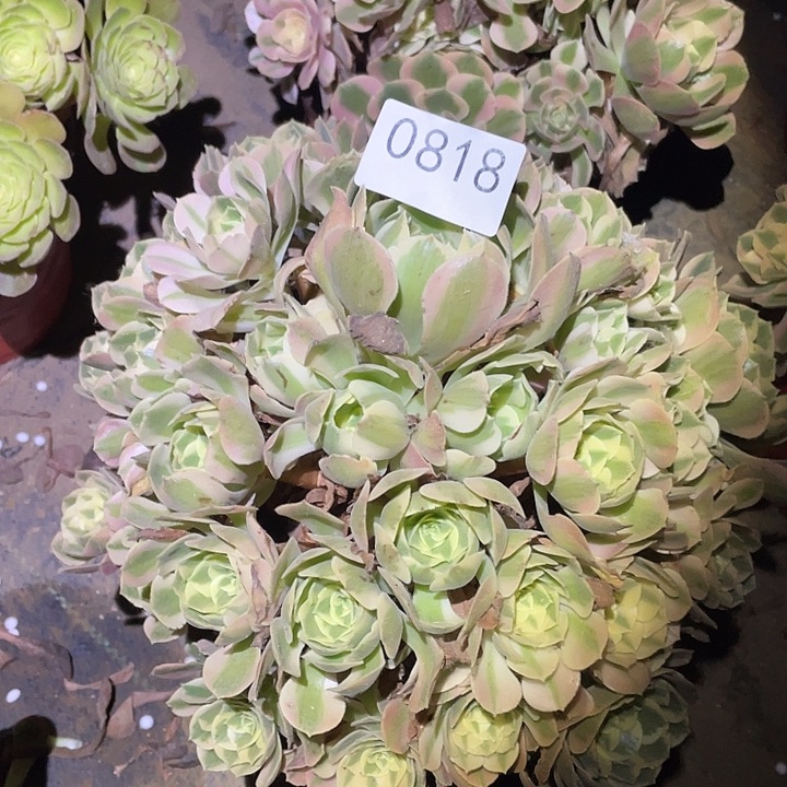 多肉植物法师818妖月