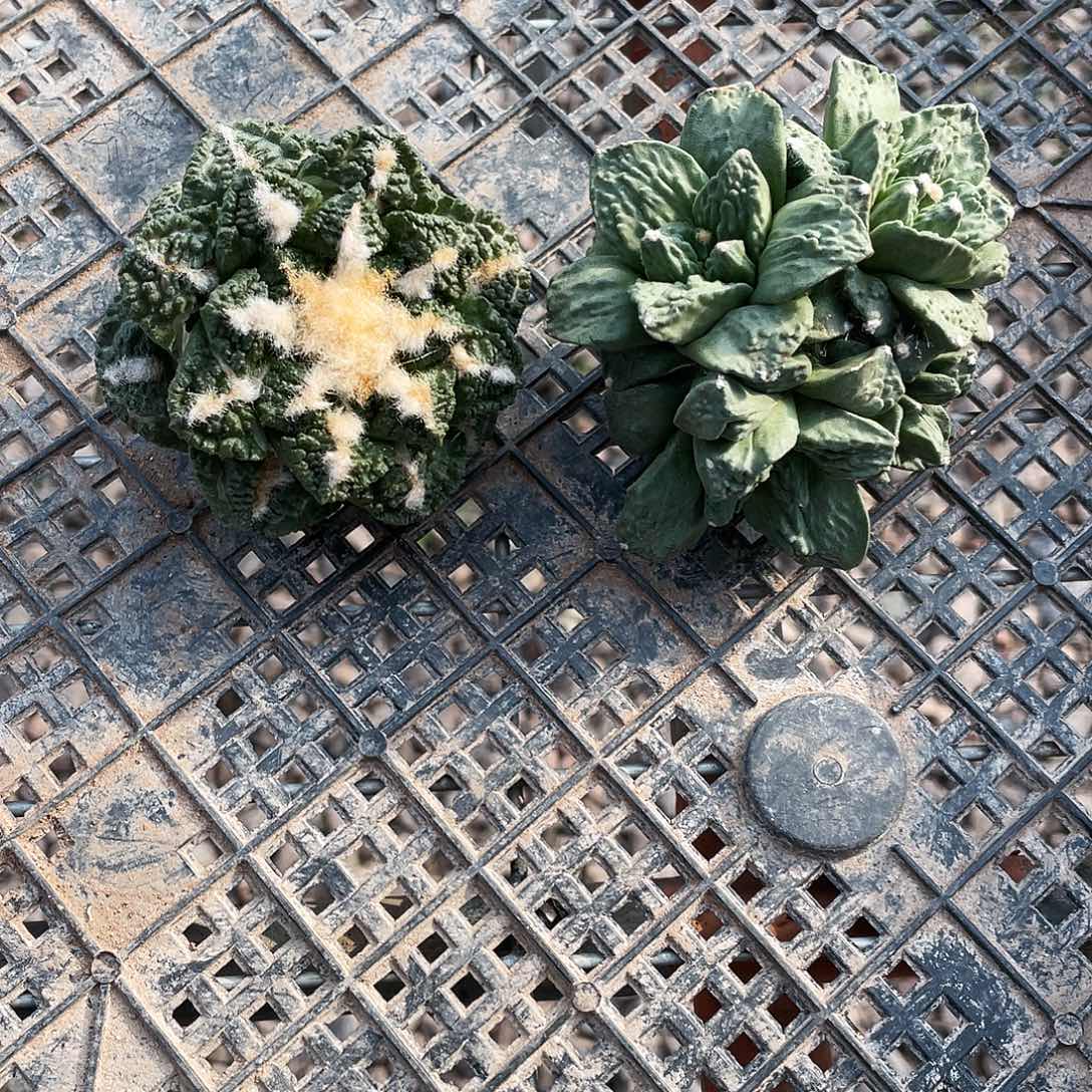 假***去以实际为准自根特价岩牡丹