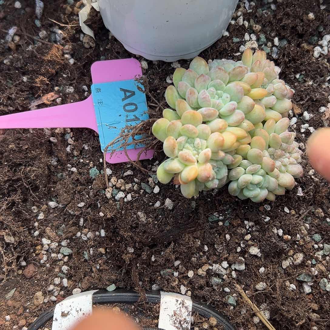 卡***伊多肉植物一物一拍