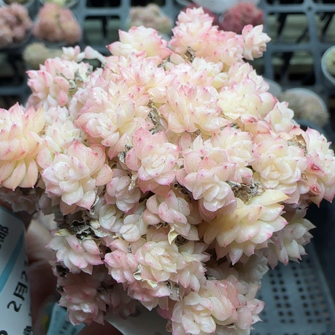 不***猫花语逸境0221-766散